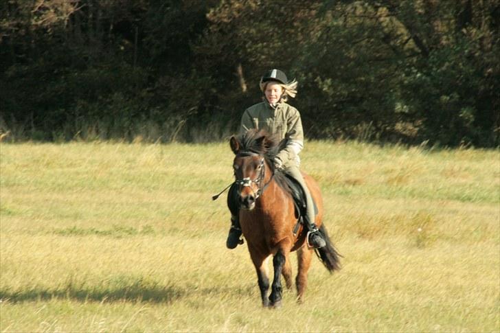 Exmoor Chi Chi  solgt og aldrig glemt   - ~ Fordi du er den bedste at gallopere på hen ad markerne<3 billede 5