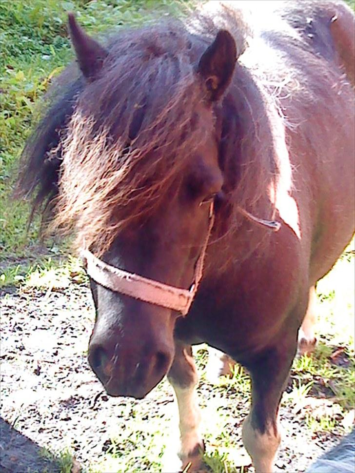 Shetlænder Josephine  *min moster´s - smukke dukke billede 11