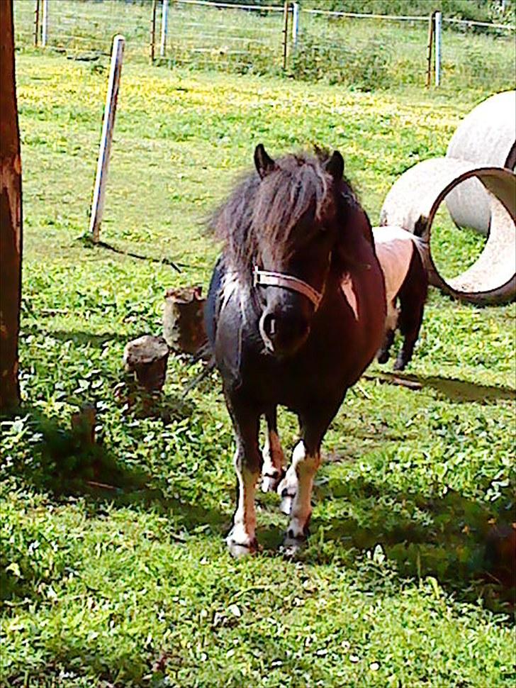 Shetlænder Josephine  *min moster´s - verdens bedste shetlænder billede 12