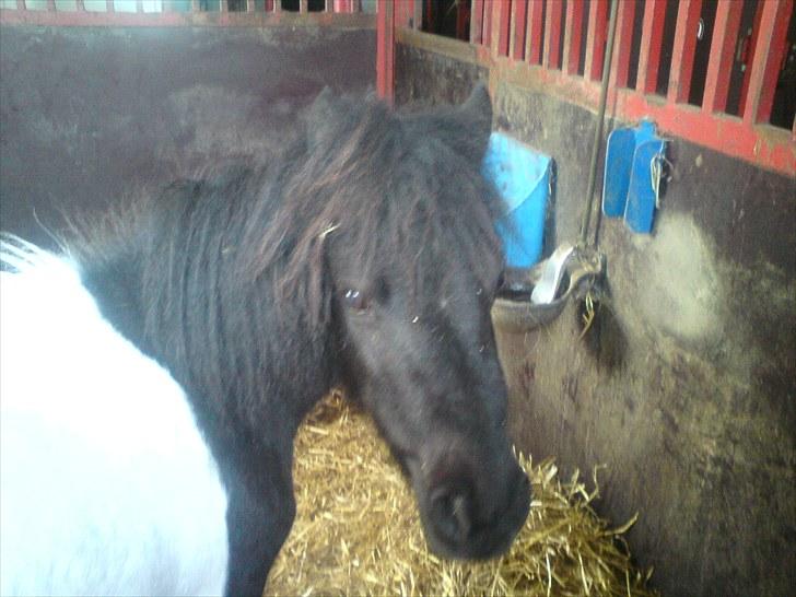 Anden særlig race Opal billede 11