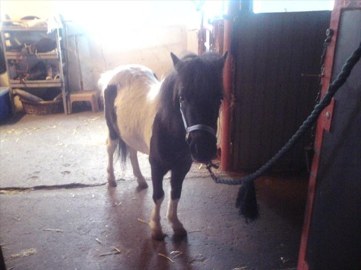 Anden særlig race Opal - Så det tid til at blive nusset om :D billede 12