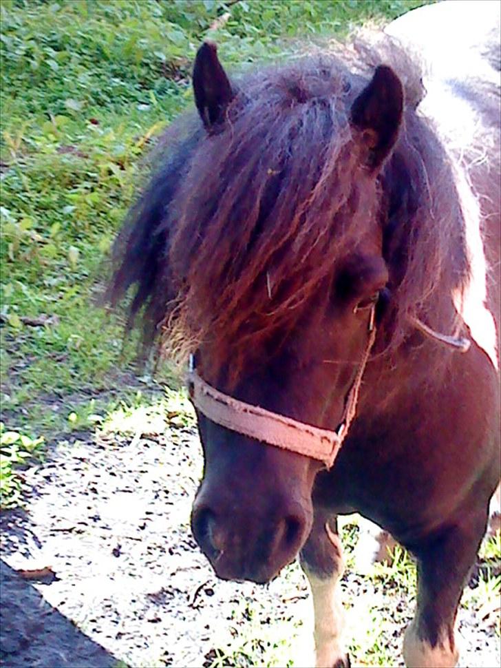 Shetlænder Josephine  *min moster´s - Josephine billede 13