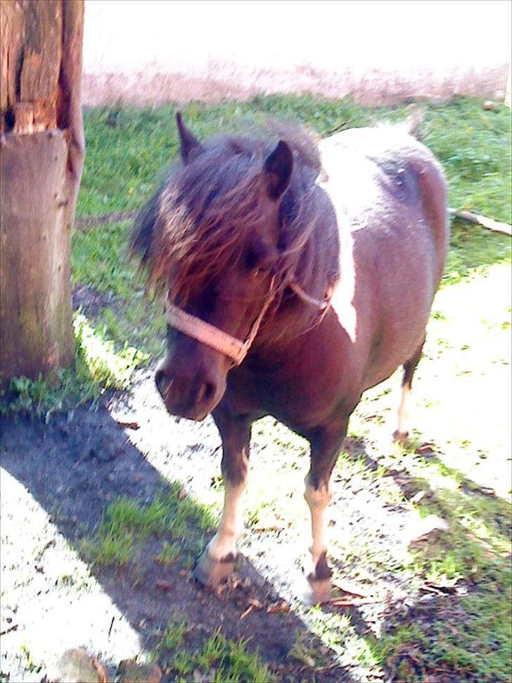 Shetlænder Josephine  *min moster´s - hun har tabt sig MEGA meget !!! billede 14