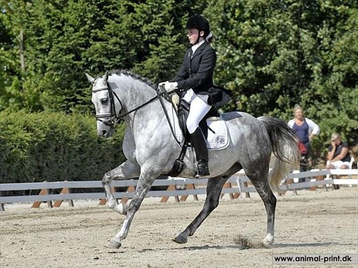 Anden særlig race Oleander - Solgt - Ole-bole solrød 2010 billede 3