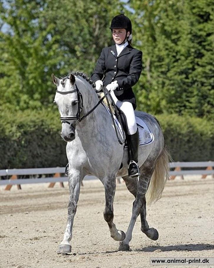 Anden særlig race Oleander - Solgt - Ole solrød 2010 billede 4