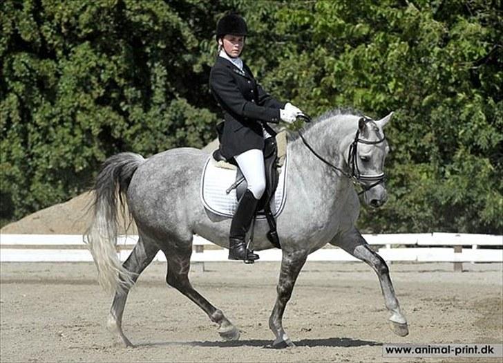 Anden særlig race Oleander - Solgt - Ole solrød 2010 billede 6