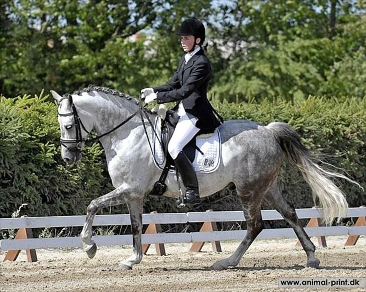 Anden særlig race Oleander - Solgt - Ole solrød 2010 billede 5
