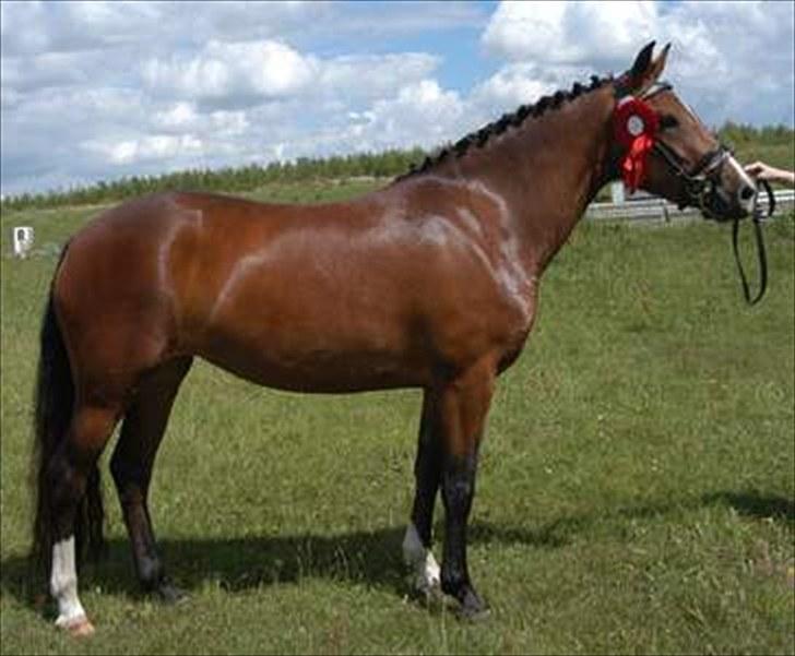 New Forest Spangbo ´s Tonja billede 1