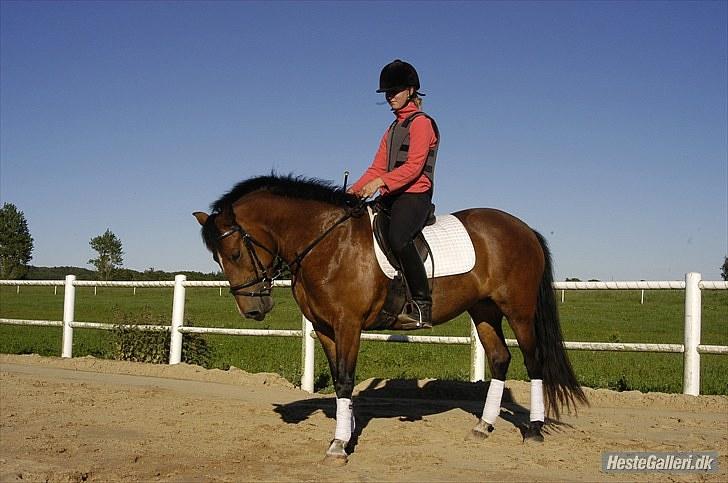 New Forest Spangbo ´s Tonja billede 2