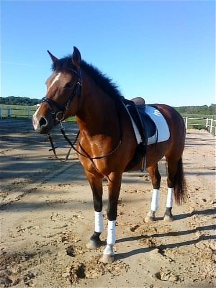 New Forest Spangbo ´s Tonja billede 3