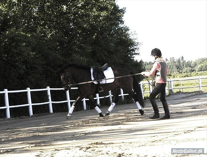 New Forest Spangbo ´s Tonja billede 4