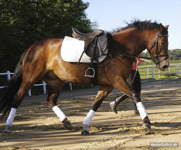 New Forest Spangbo ´s Tonja billede 5