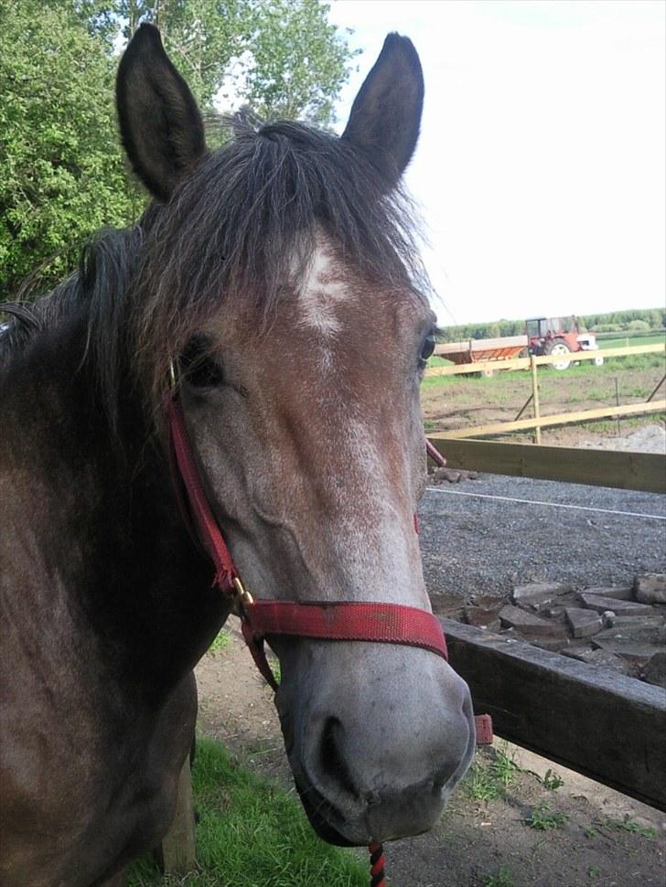 Anden særlig race Sahvanna   - Den første dag med smukliningen :* billede 2