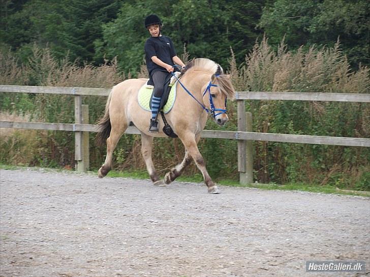 Fjordhest Maltus! * SOLGT* <3 - min dejlige dreng :) billede 6