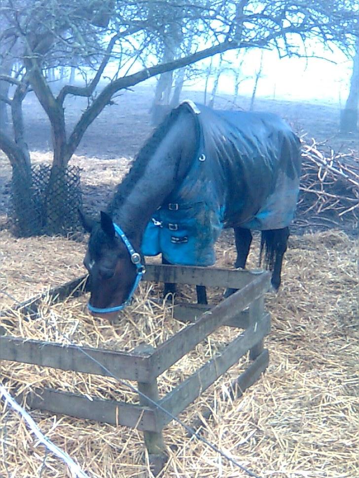 Traver Linda egely *rip* billede 6