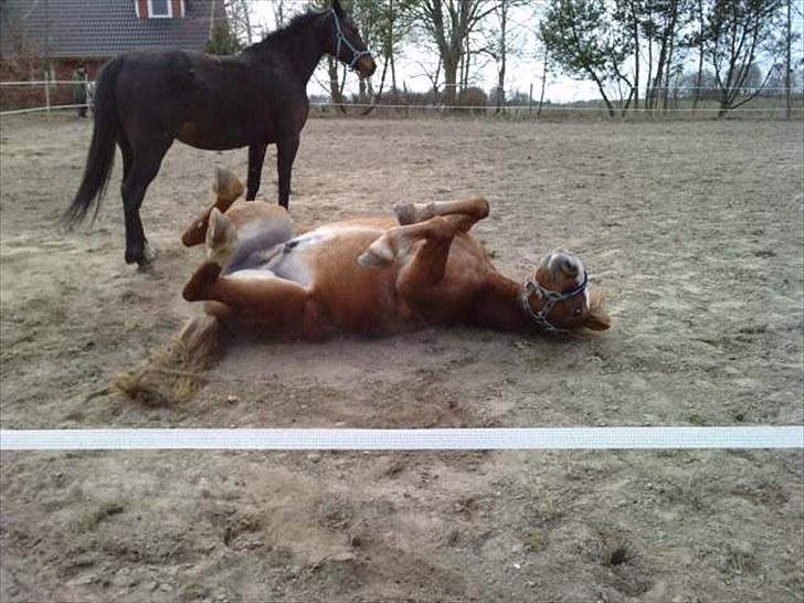 Traver Linda egely *rip* billede 7