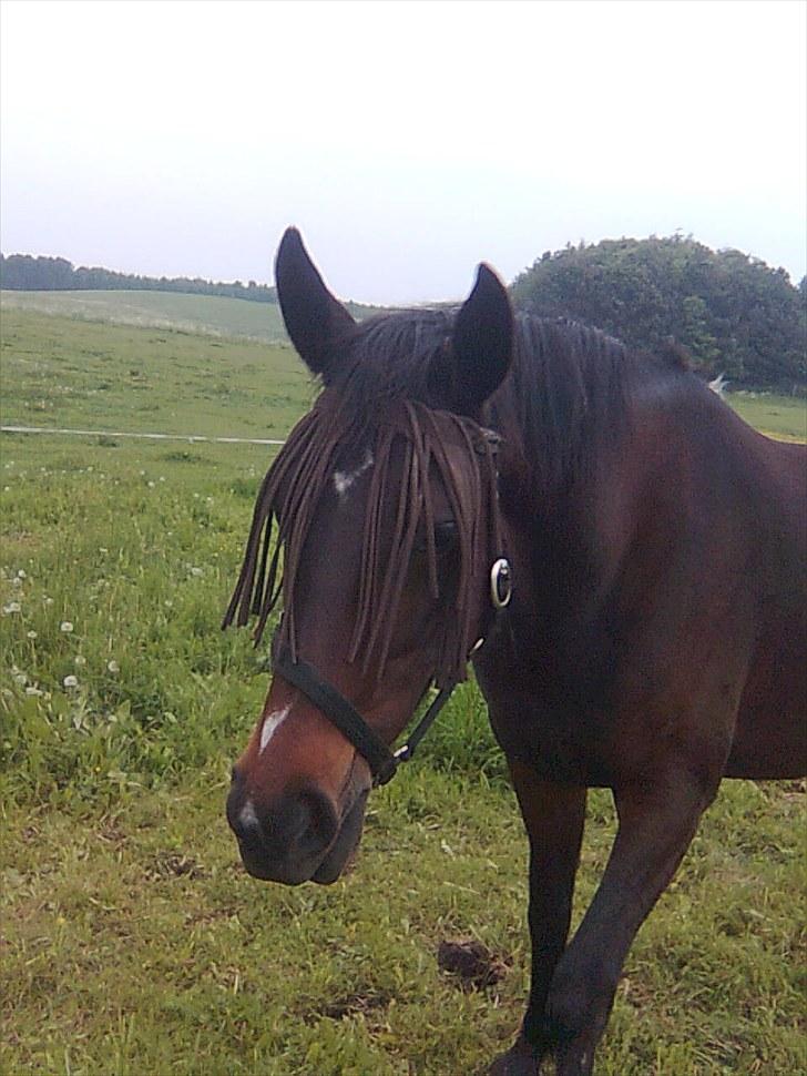 Traver Linda egely *rip* - sommer 201
 billede 8