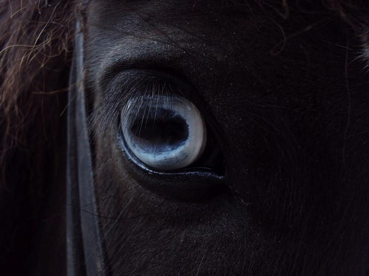 Islænder Sandra f vatnsleysu solgt - en hest :) billede 6