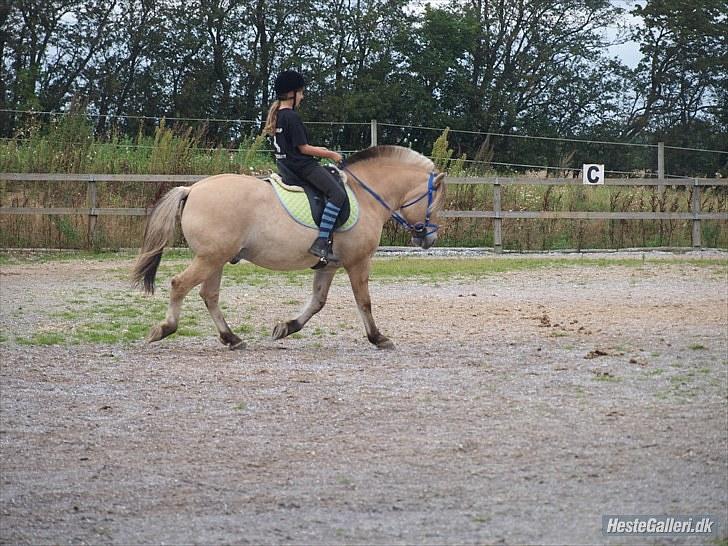 Fjordhest Maltus! * SOLGT* <3 - Maltus i dressur! <3 billede 9