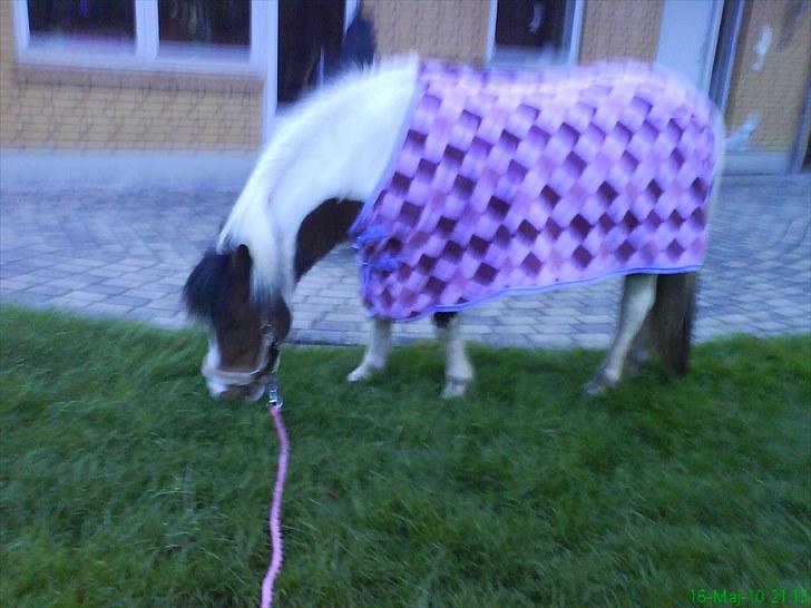 Anden særlig race Moonlight billede 19