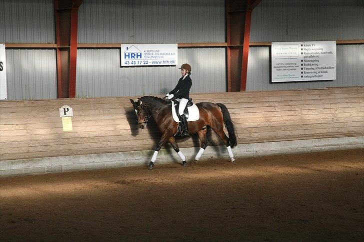 New Forest Lucky - Dressur st&#230;vne. Lc1 f&#248;rsteplads(; Aldrig g&#229;et bedre. billede 8