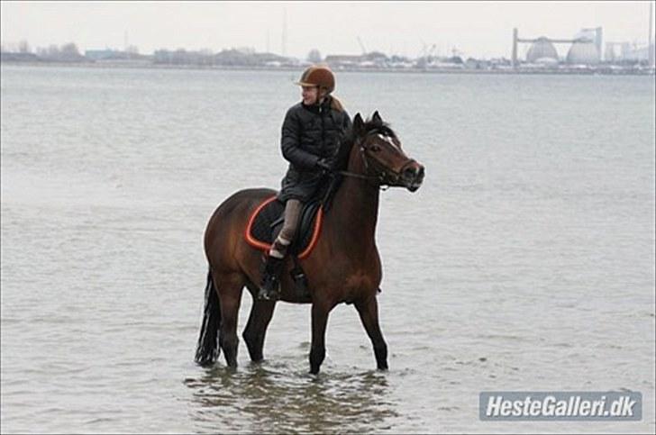 New Forest Lucky - P&#229; stranden &lt;3 Det var s&#229; sk&#248;nt ! billede 7