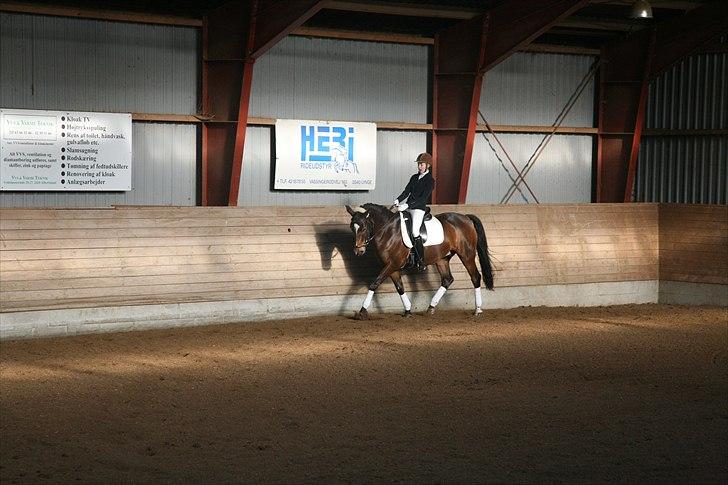 New Forest Lucky billede 9