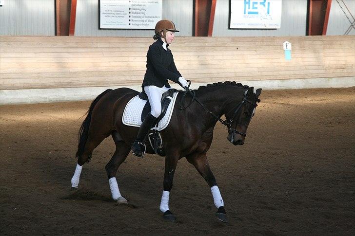 New Forest Lucky billede 10