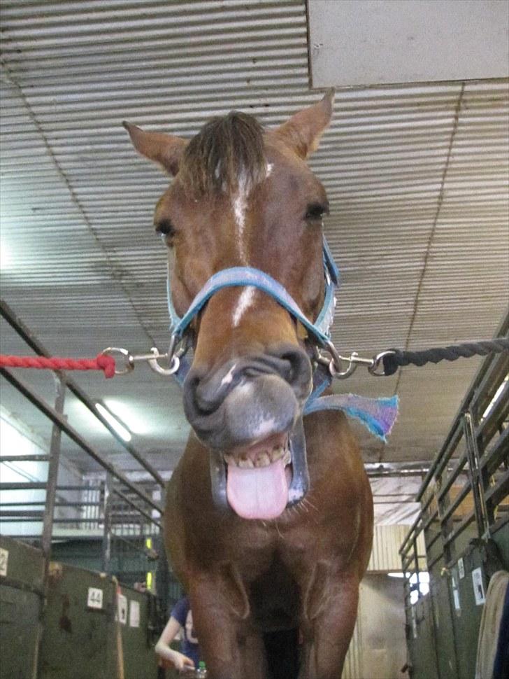 New Forest Lucky - HAHA hvor er du dejlig &lt;3 billede 15