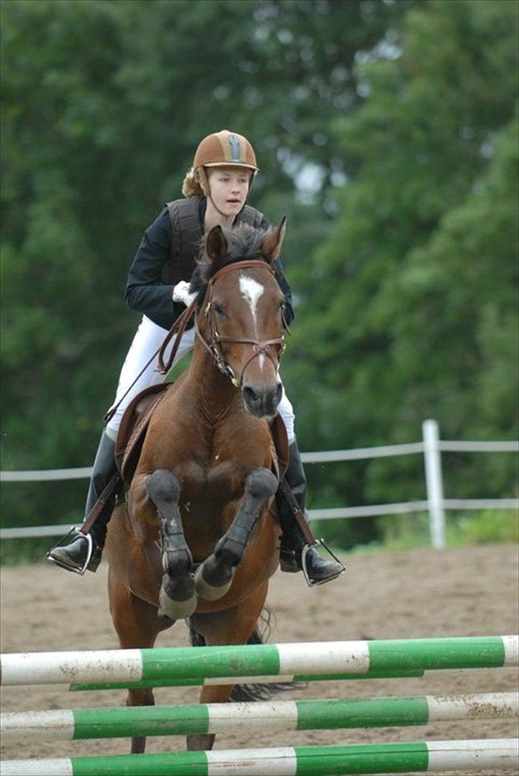 New Forest Lucky - En glad dreng til springst&#230;vne! billede 11