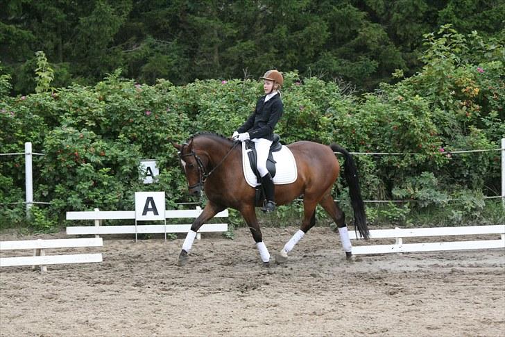 New Forest Lucky billede 12