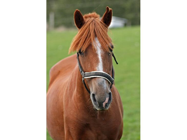 {{currentPhoto.altText}} billede {{currentPhoto.number}}