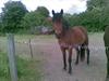 Anden særlig race Molly<3* tidligere  part  [Tidl. part]
