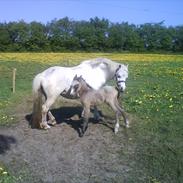 Welsh Pony af Cob-type (sec C) gribsvads bimbu