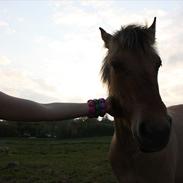 Anden særlig race Freja [solgt]