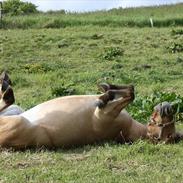 Anden særlig race Freja [solgt]