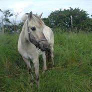 Fjordhest Møllebjergs Bambine