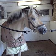 Fjordhest Toftegårdens Candy