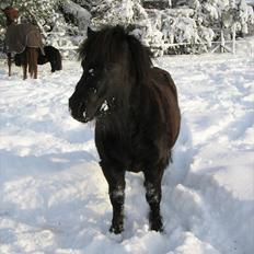 Shetlænder Vejgaards Viggo (Mumi)