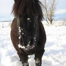 Shetlænder Vejgaards Viggo (Mumi)