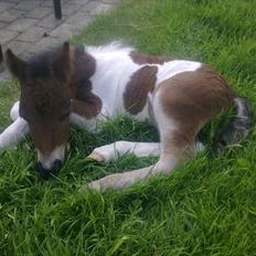 Anden særlig race lille mand hvil fred. :'(