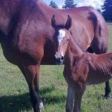 Dansk Varmblod Lullaby