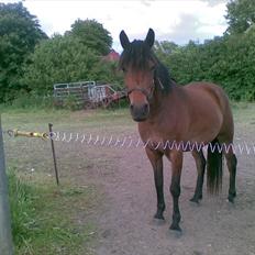 Anden særlig race Molly<3* tidligere  part 