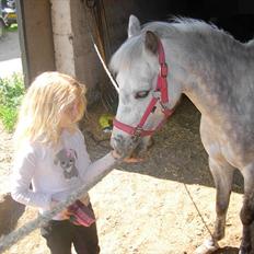 Anden særlig race Grey Star