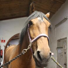 Dansk Varmblod Fortuna  *solgt*