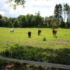 Dansk Varmblod Egely's Inzaghi