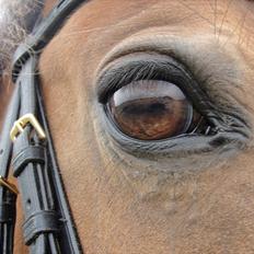 Anden særlig race Cherie *Gl. Part* (Solgt)