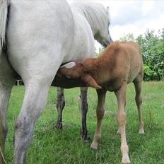 Islænder Benjamin Ask