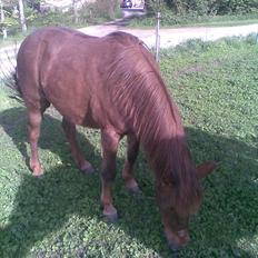 Anden særlig race My Fair