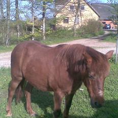 Anden særlig race My Fair